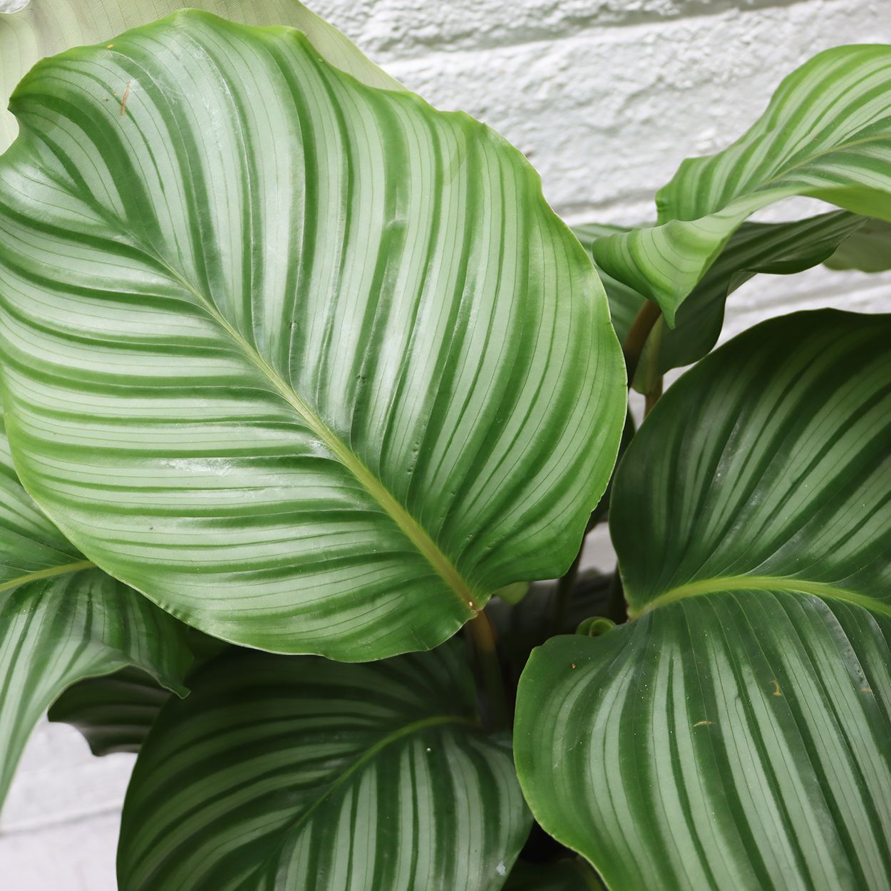Calathea Makoyana 14cm