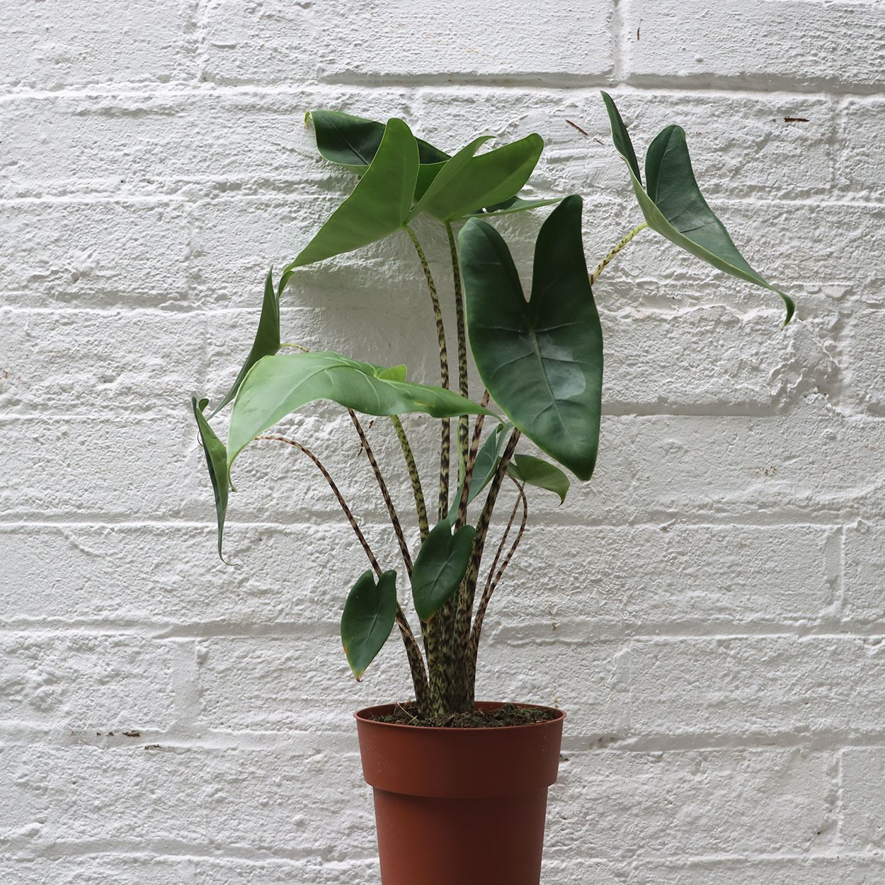 Alocasia Zebrina 19cm