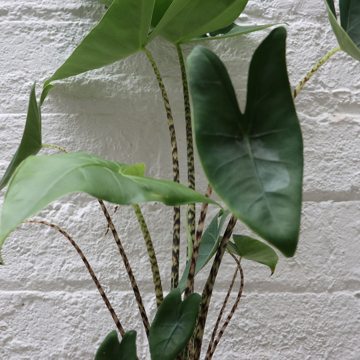 Alocasia Zebrina 19cm