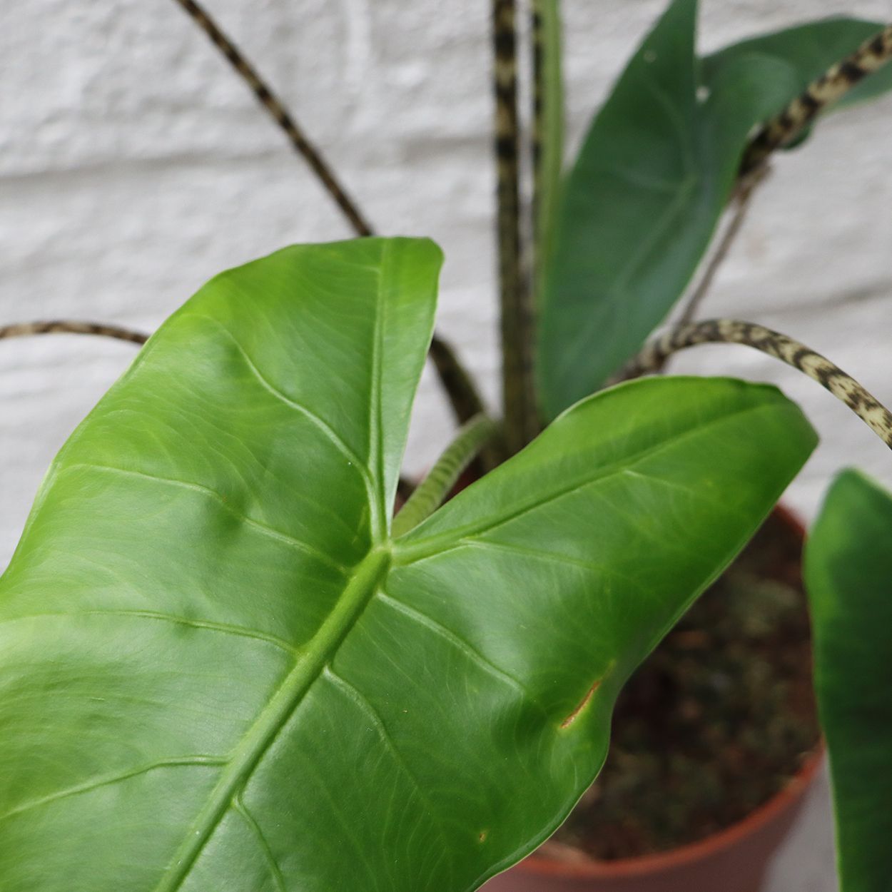 Alocasia Zebrina 19cm