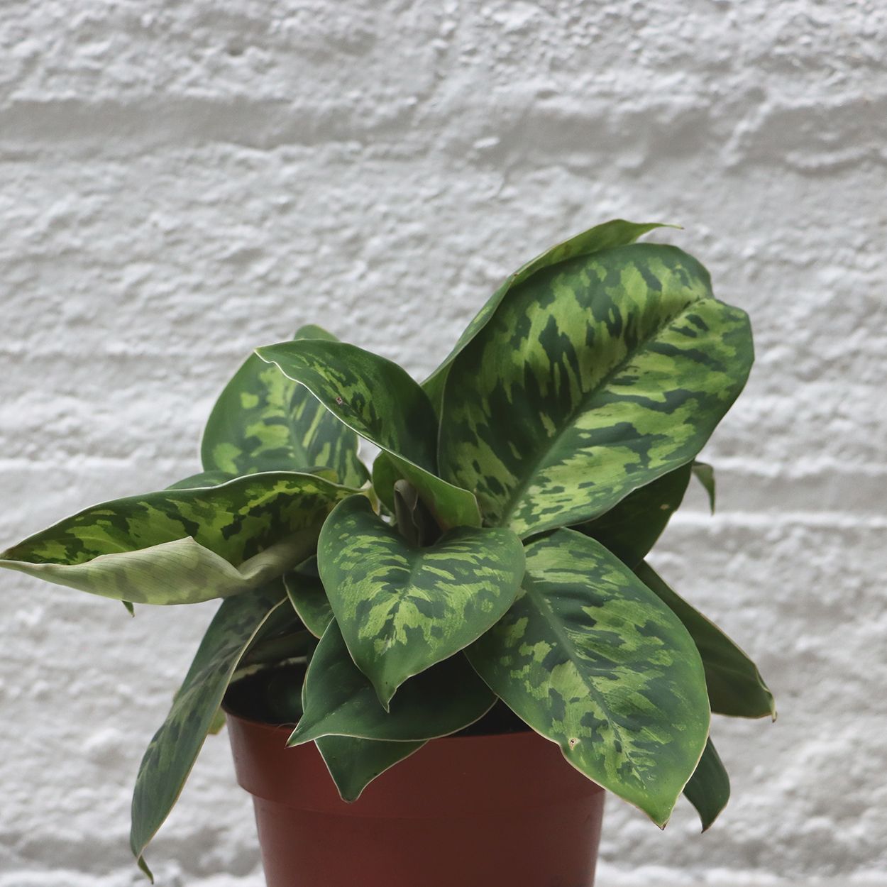 Homalomena wallisii Camouflage 12cm
