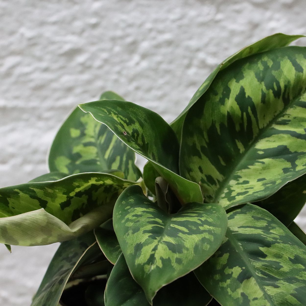 Homalomena wallisii Camouflage 12cm