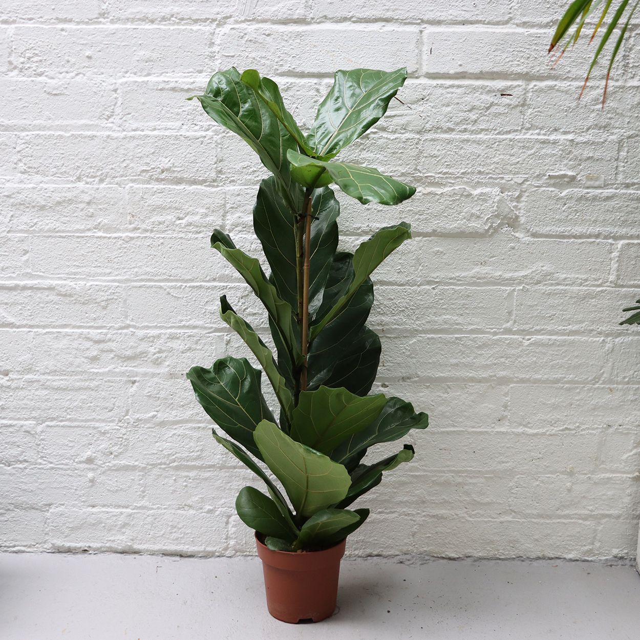 Ficus Lyrata 21cm