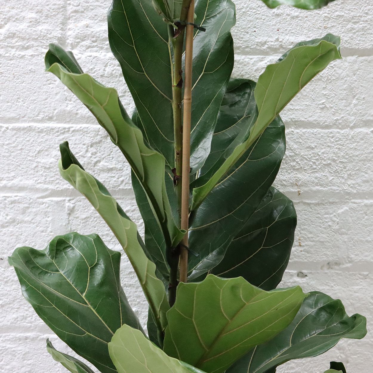 Ficus Lyrata 21cm