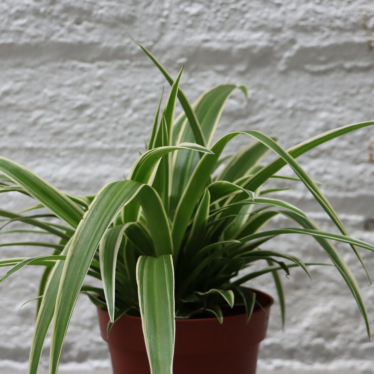 Chlorophytum 12cm