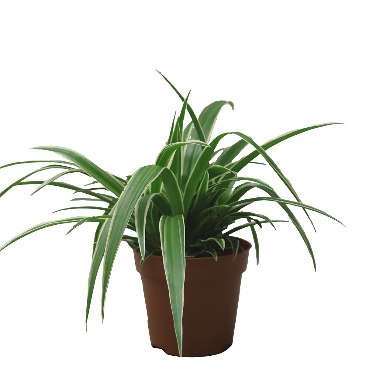 Chlorophytum 12cm