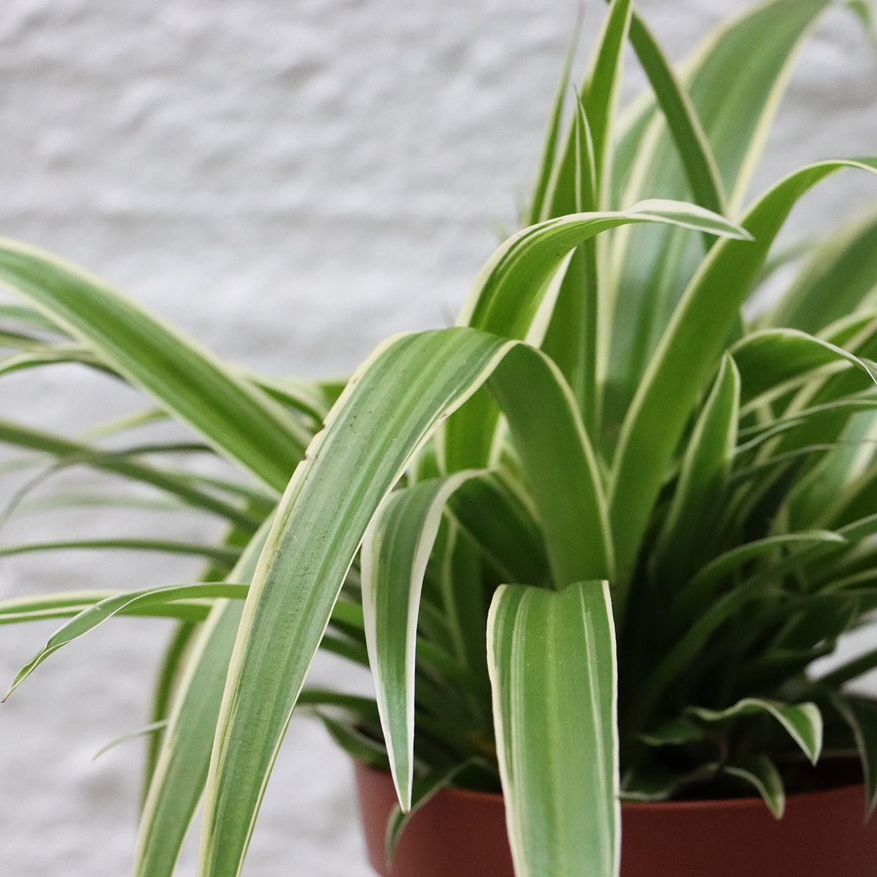 Chlorophytum 12cm
