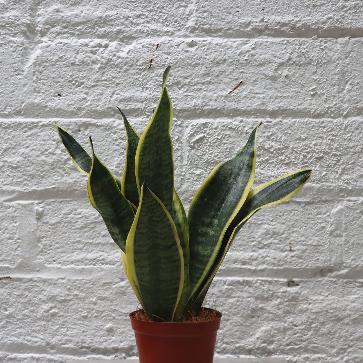 Sansevieria 12cm