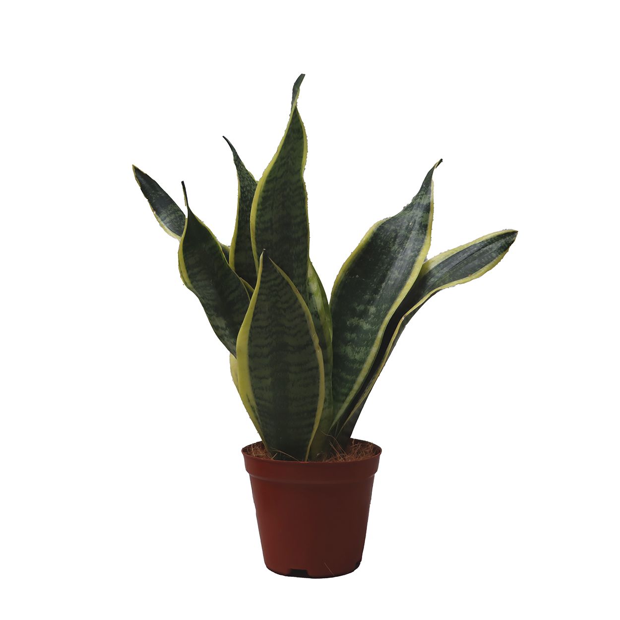 Sansevieria 12cm