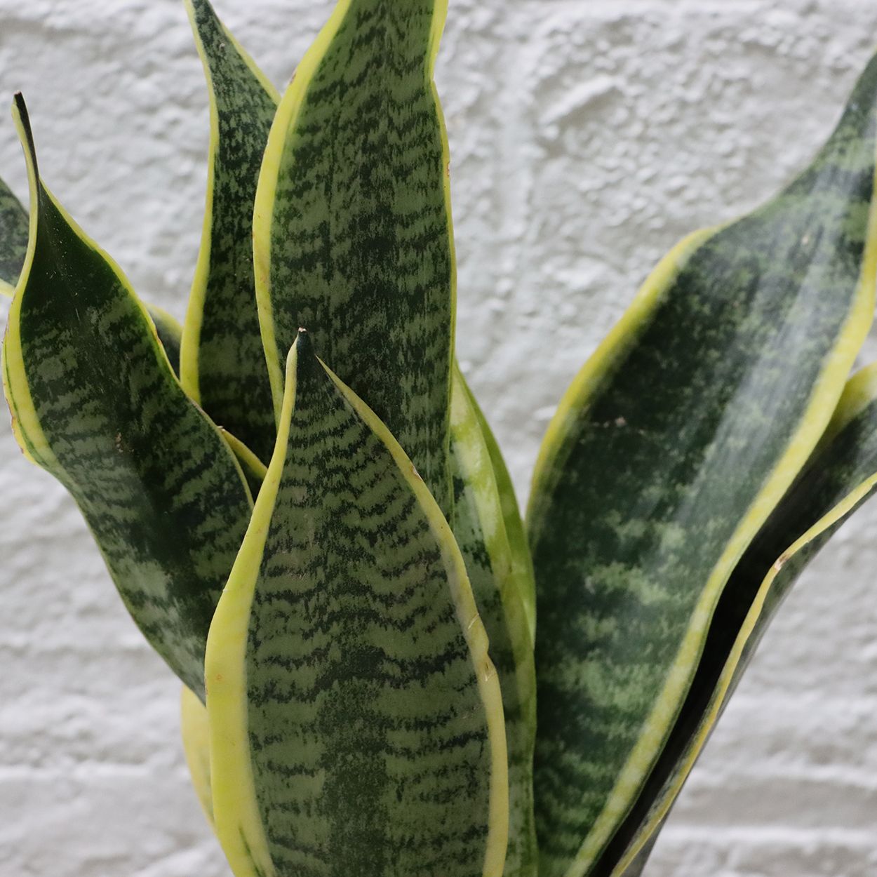 Sansevieria 12cm