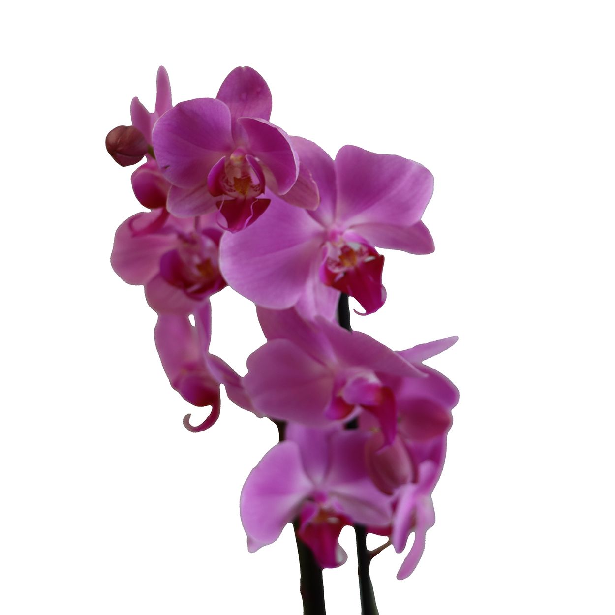 Orchid Twiná12cm
