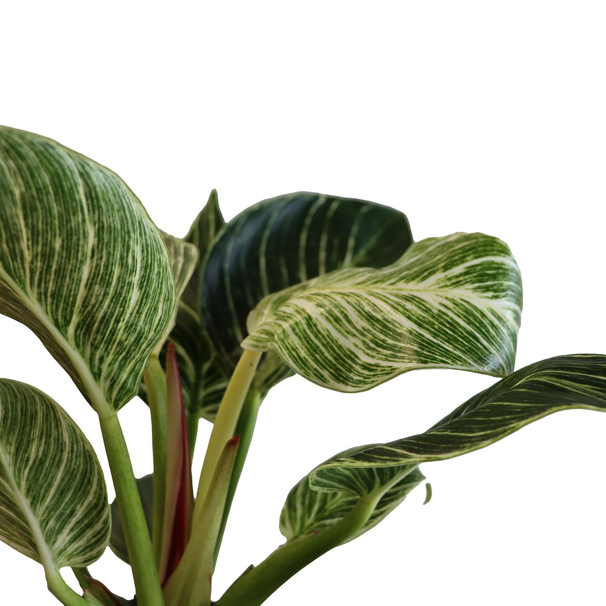 Spathiphyllum 14cm