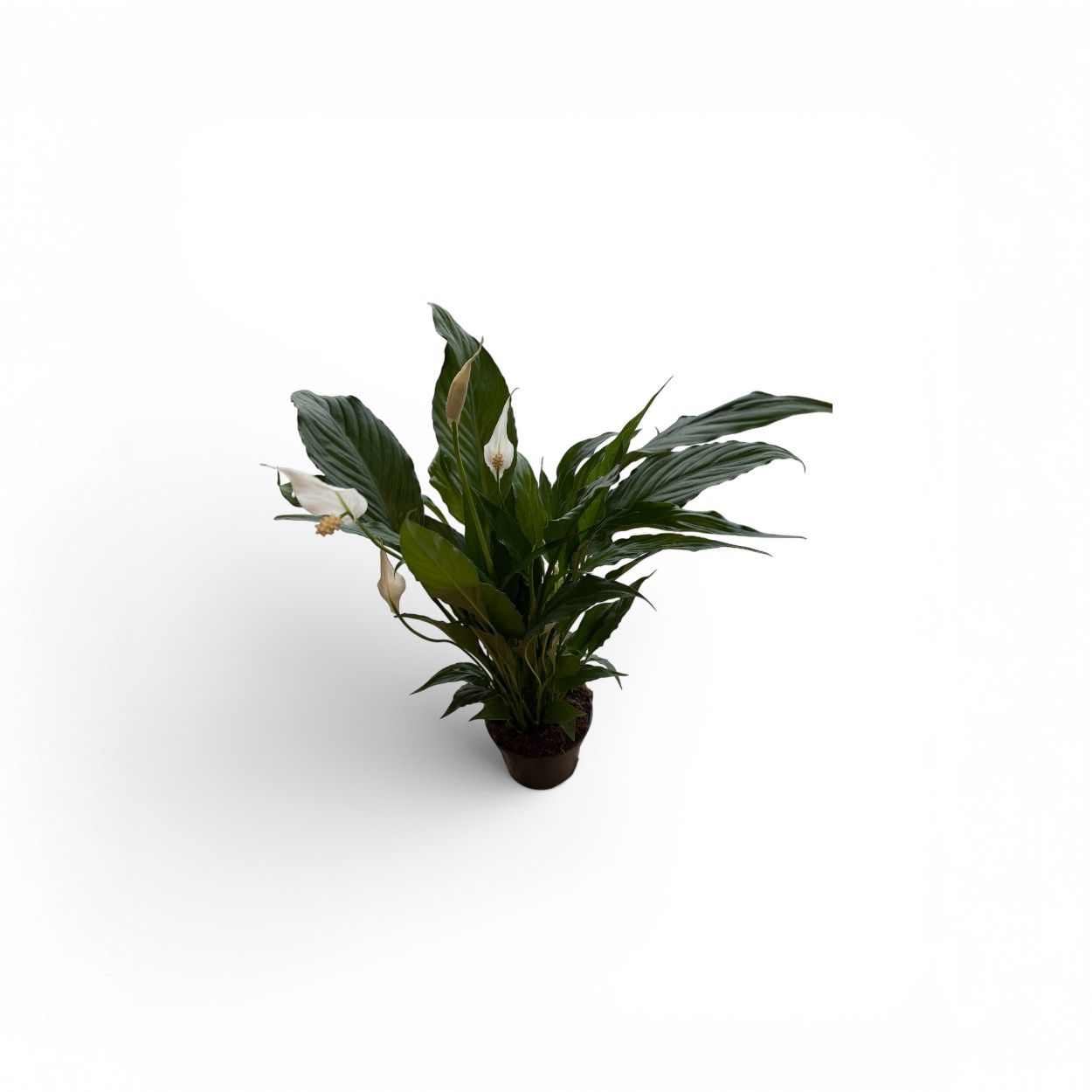 Spathiphyllum 14cm