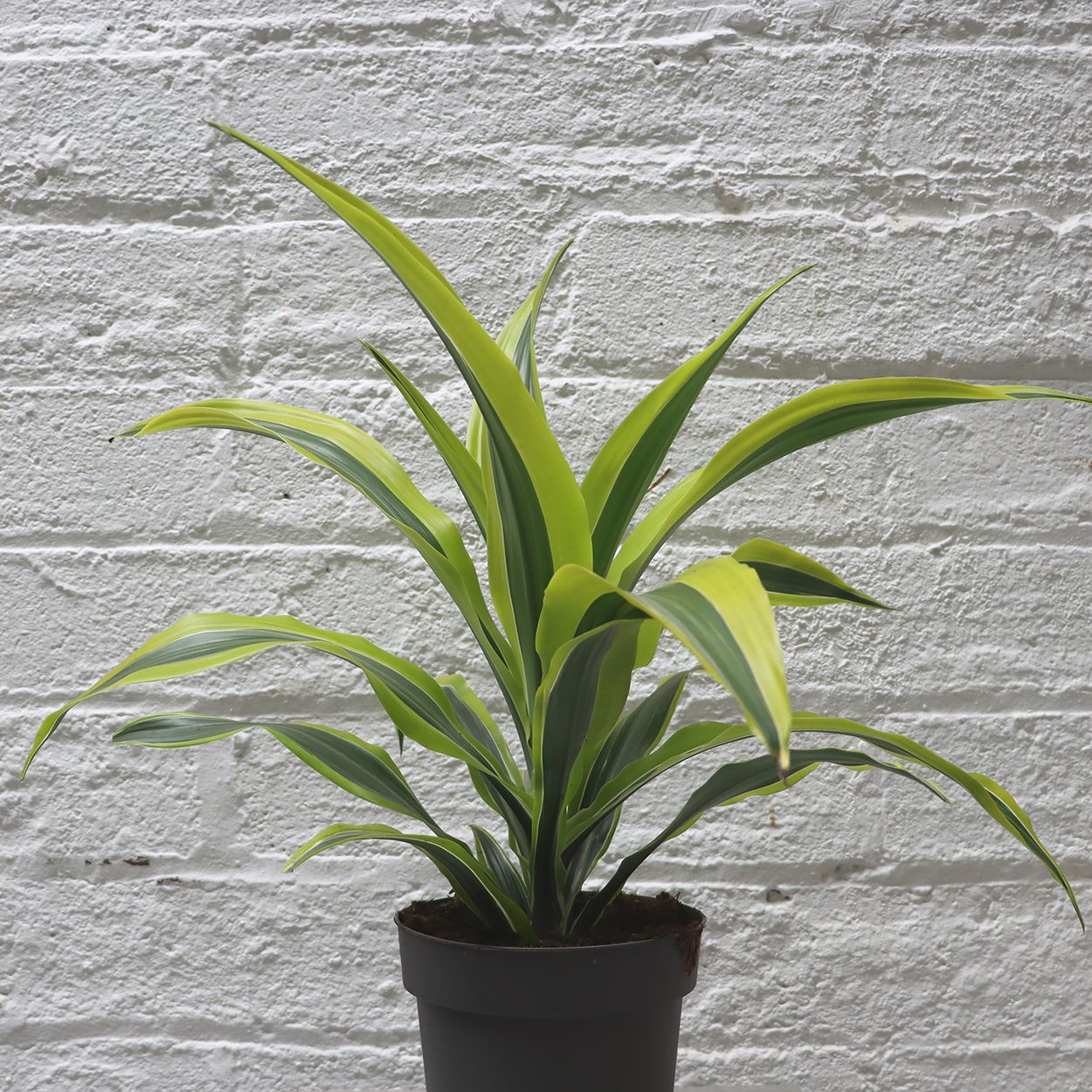 Dracaena 17cm