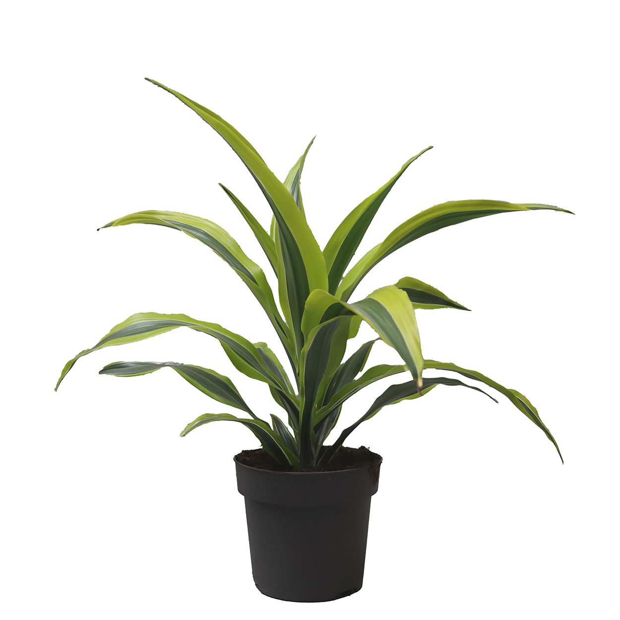 Dracaena 17cm