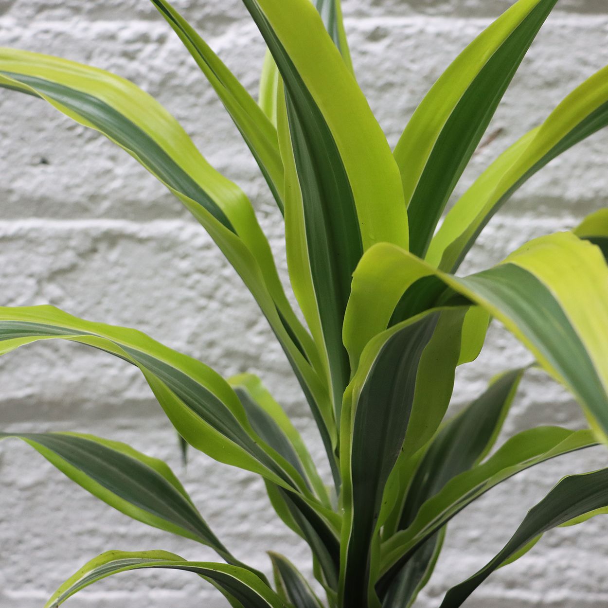 Dracaena 17cm
