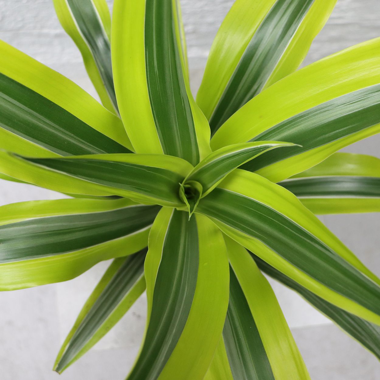 Dracaena 17cm