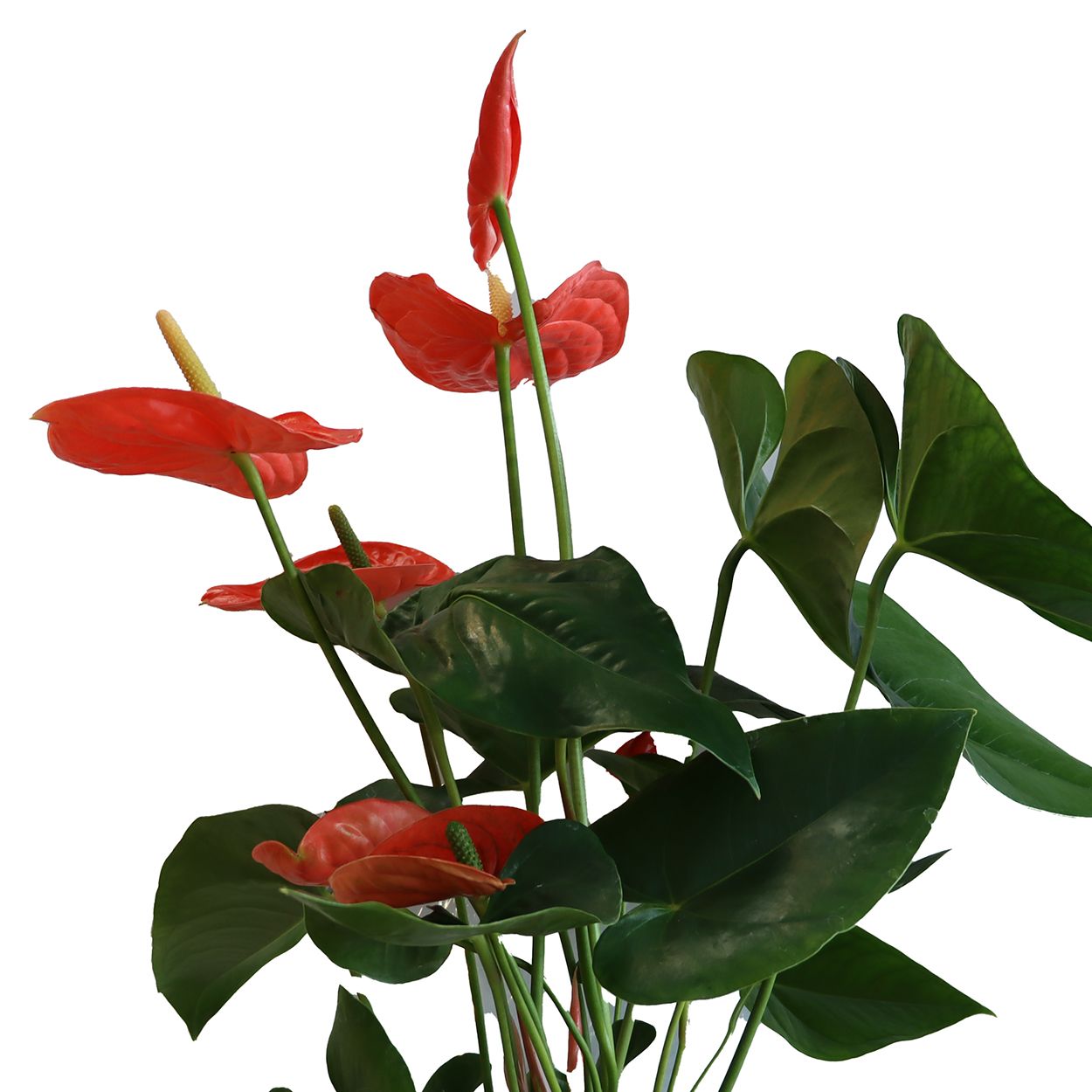 Anthurium Mix 17cm
