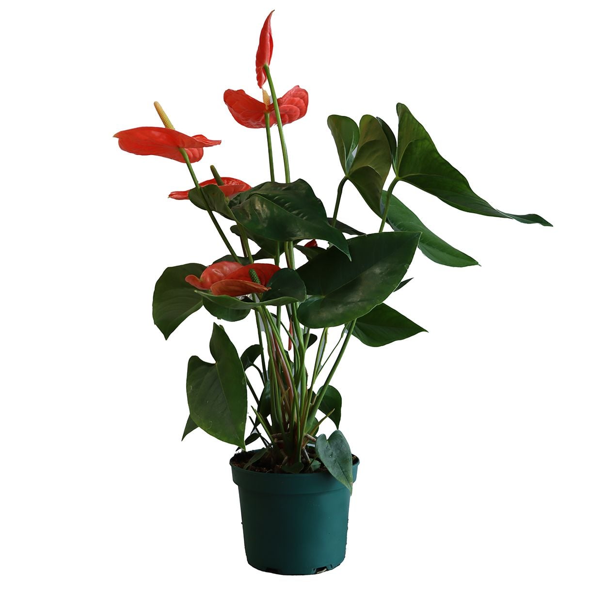 Anthurium Mix 17cm