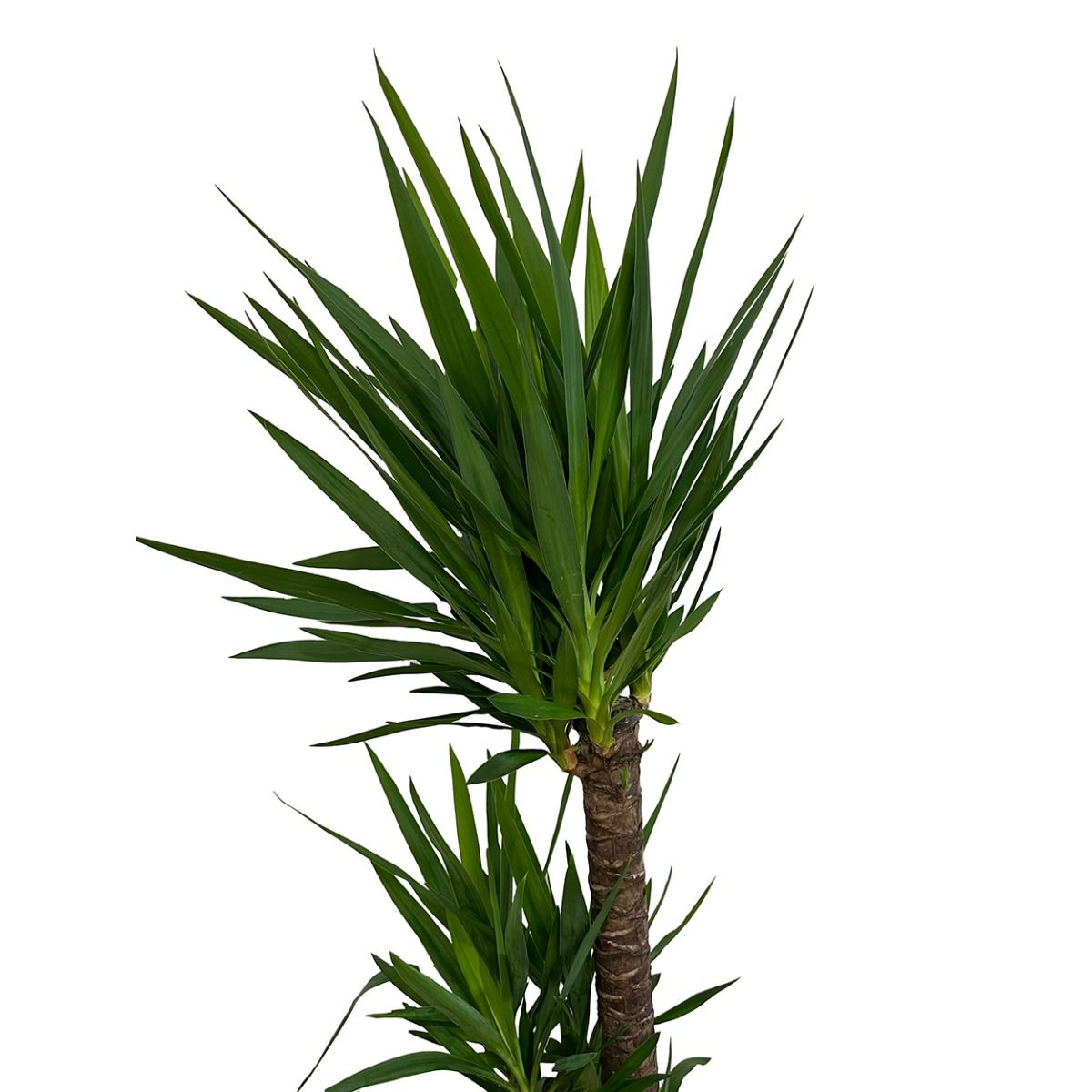 Yucca 24cm