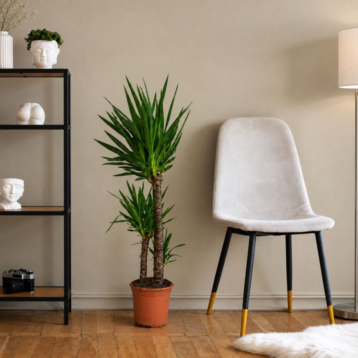 Yucca 24cm