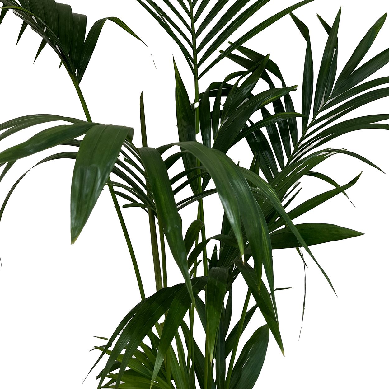 Kentia 24cm