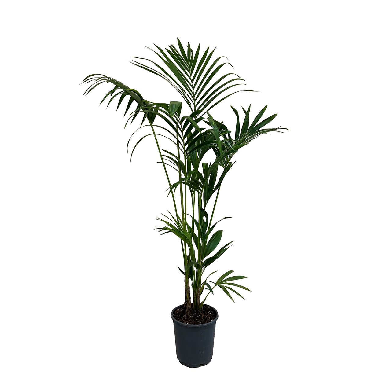 Kentia 24cm
