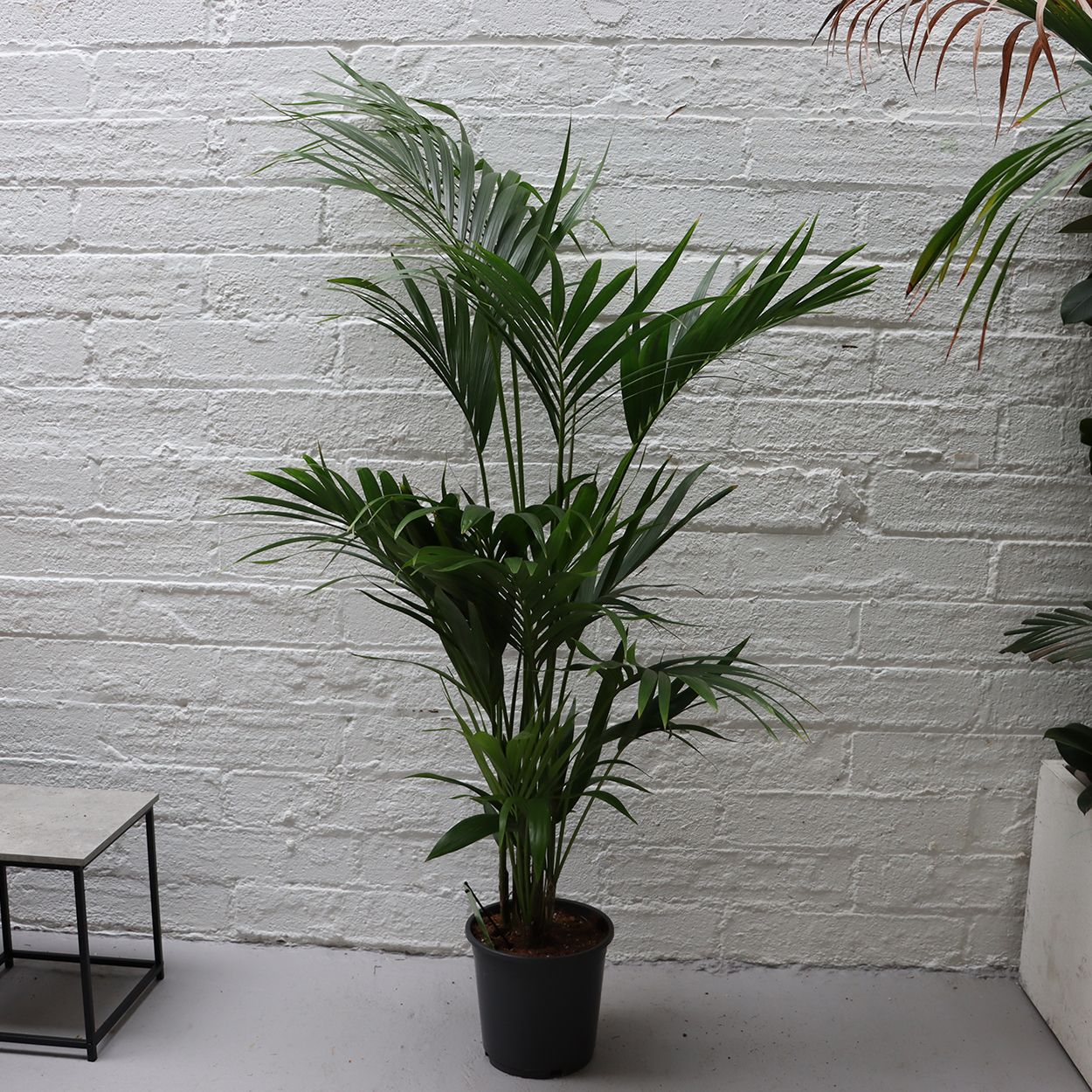Kentia 24cm