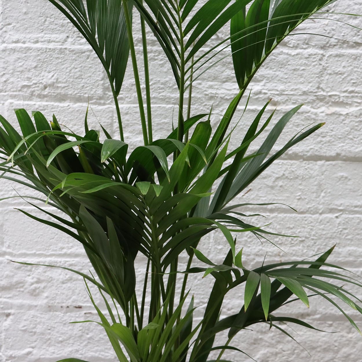 Kentia 24cm