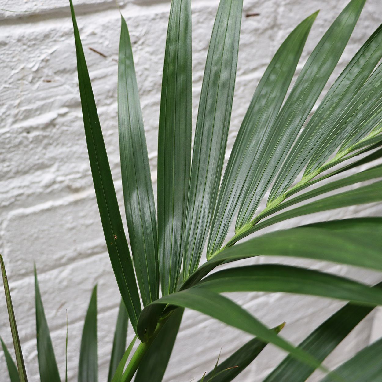 Kentia 24cm