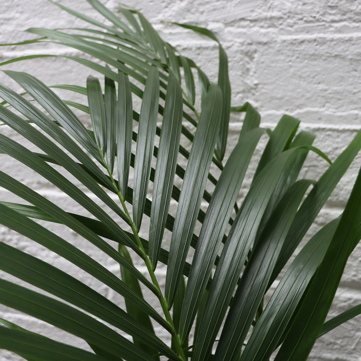 Kentia 24cm
