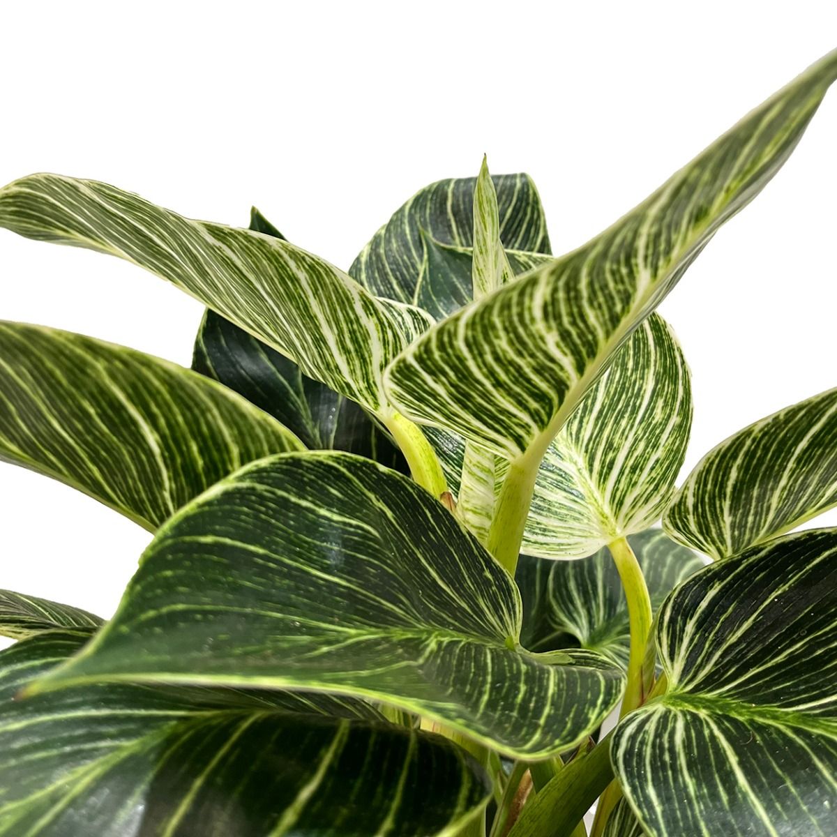 Philodendron 14cm