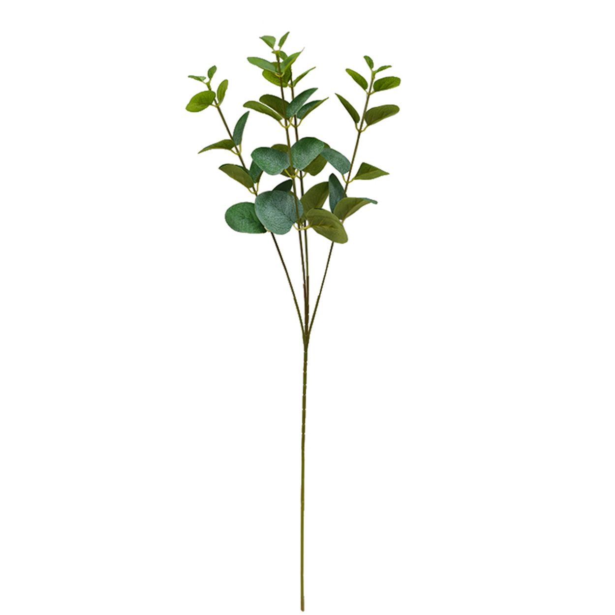 54cms Eucalyptus, Green