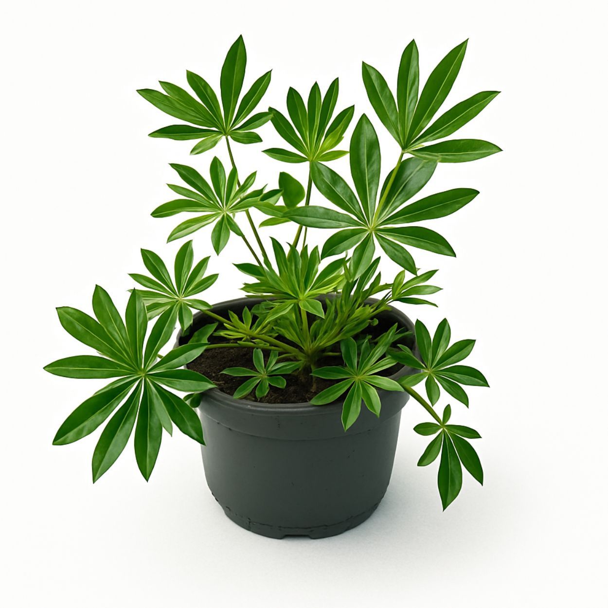 Lupin 17cm