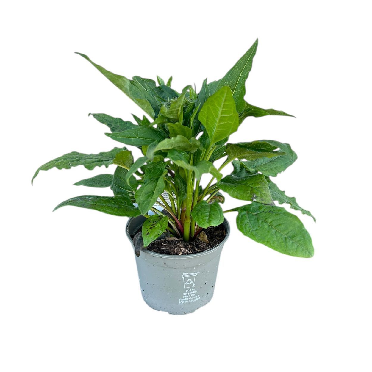 Echinacea 17cm