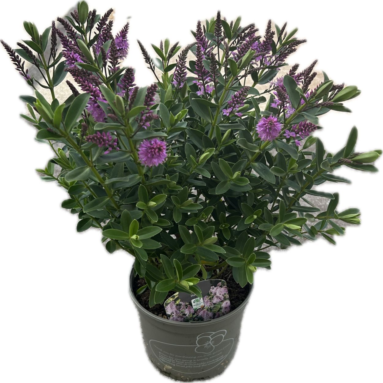 Hebe Andersonii 17cm