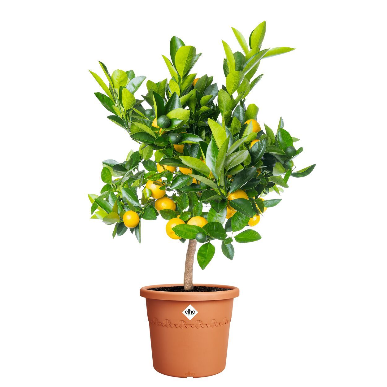 Algarve Cilindro 35cm - Terracottacotta