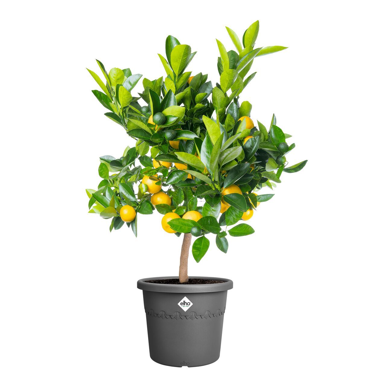 Algarve Cilindro 35cm - Anthracite
