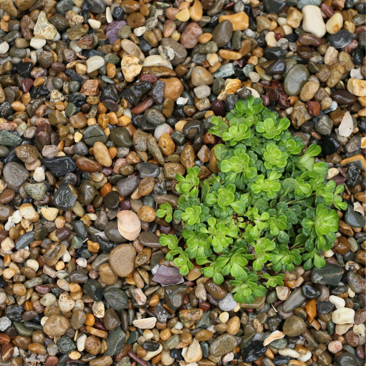 Bryko Beach Pebble 14Mm Bulk Bag