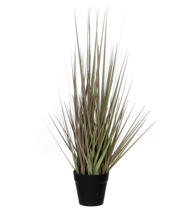 Grass Purple in Plastic Pot