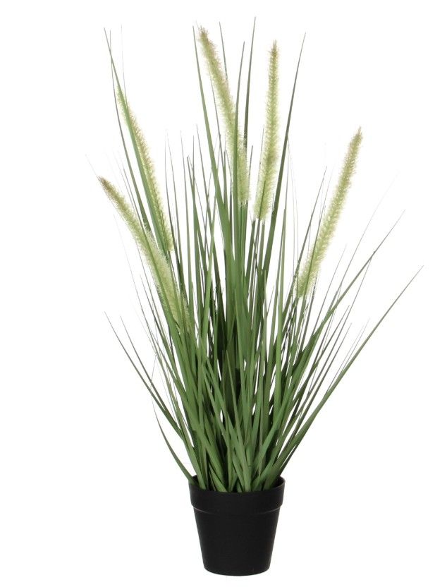 Dogtail Grass Green in Pot