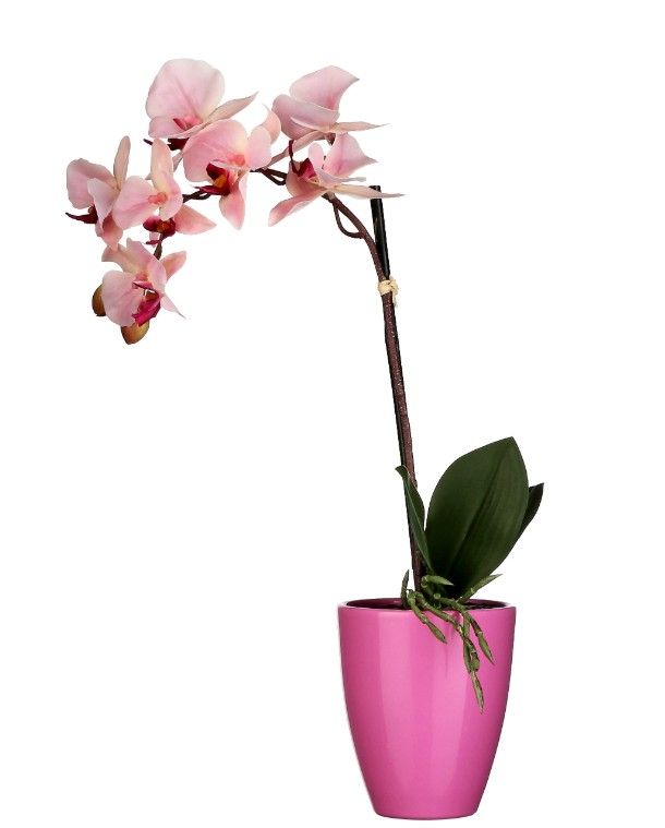 Pink Orchid in Pot