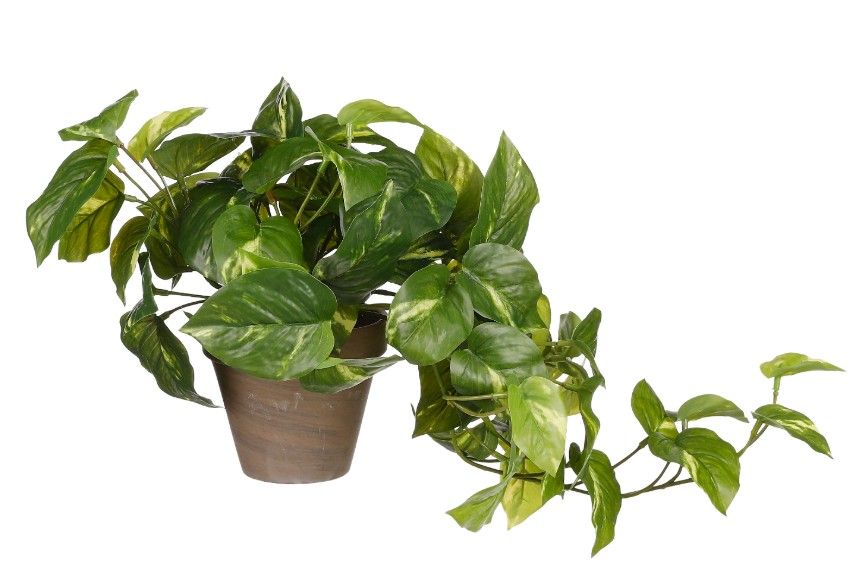 Pothos Green in Pot
