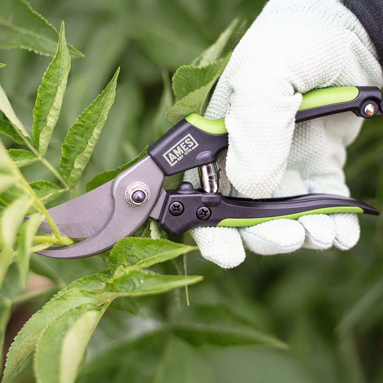 AMES Bypass Pruner