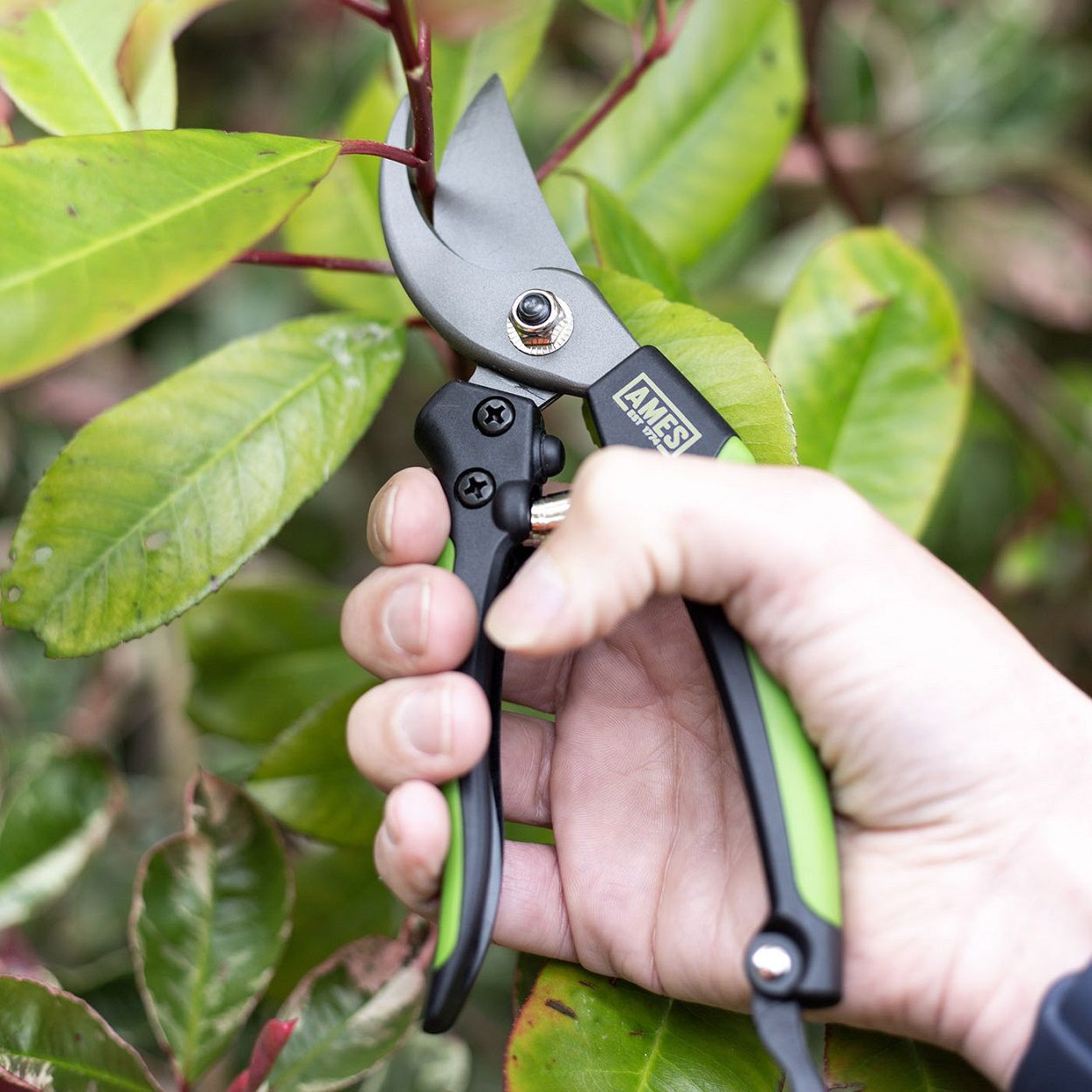 AMES Bypass Pruner