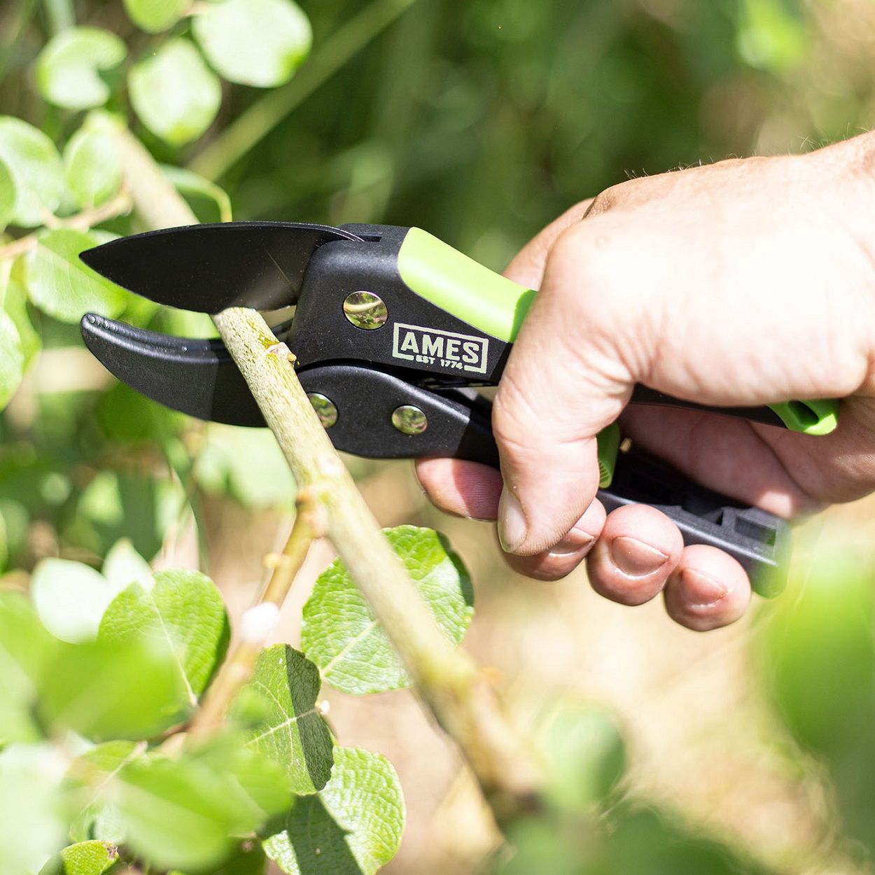 AMES Ratchet Action Pruner