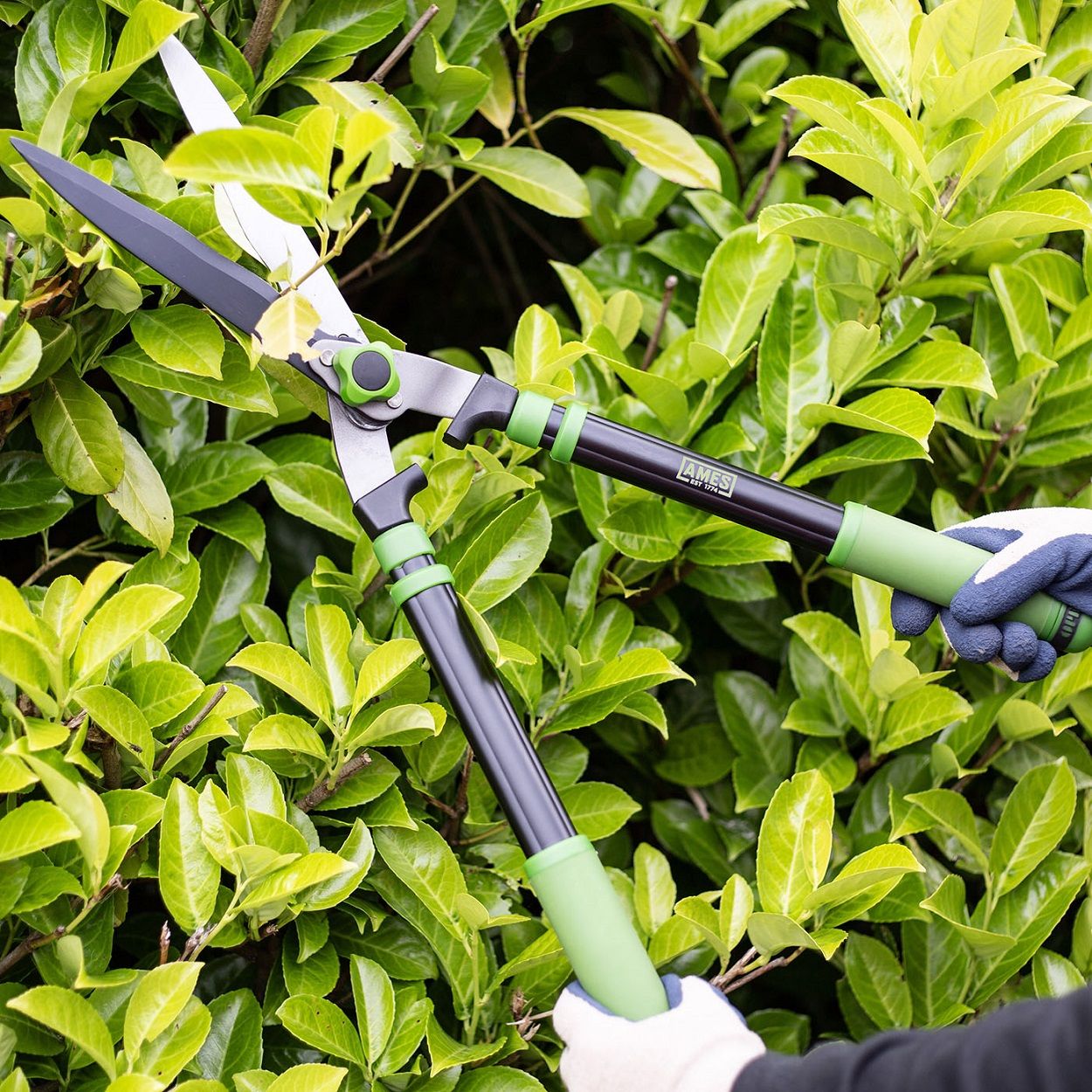 AMES Telescopic Hedge Shears