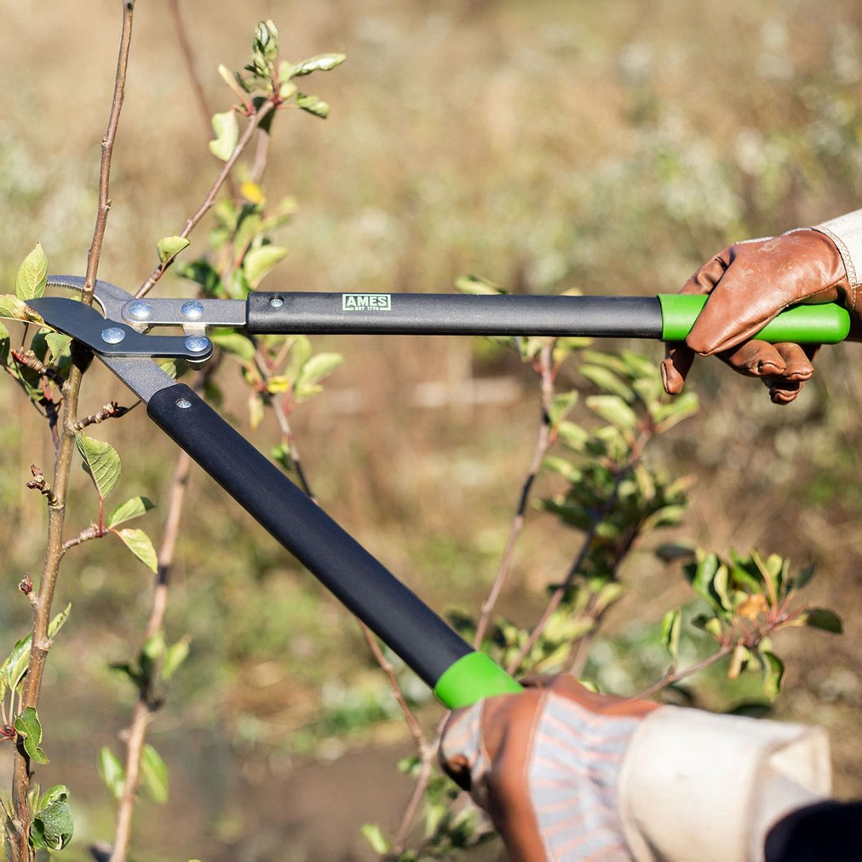 AMES Compound Bypass Lopper