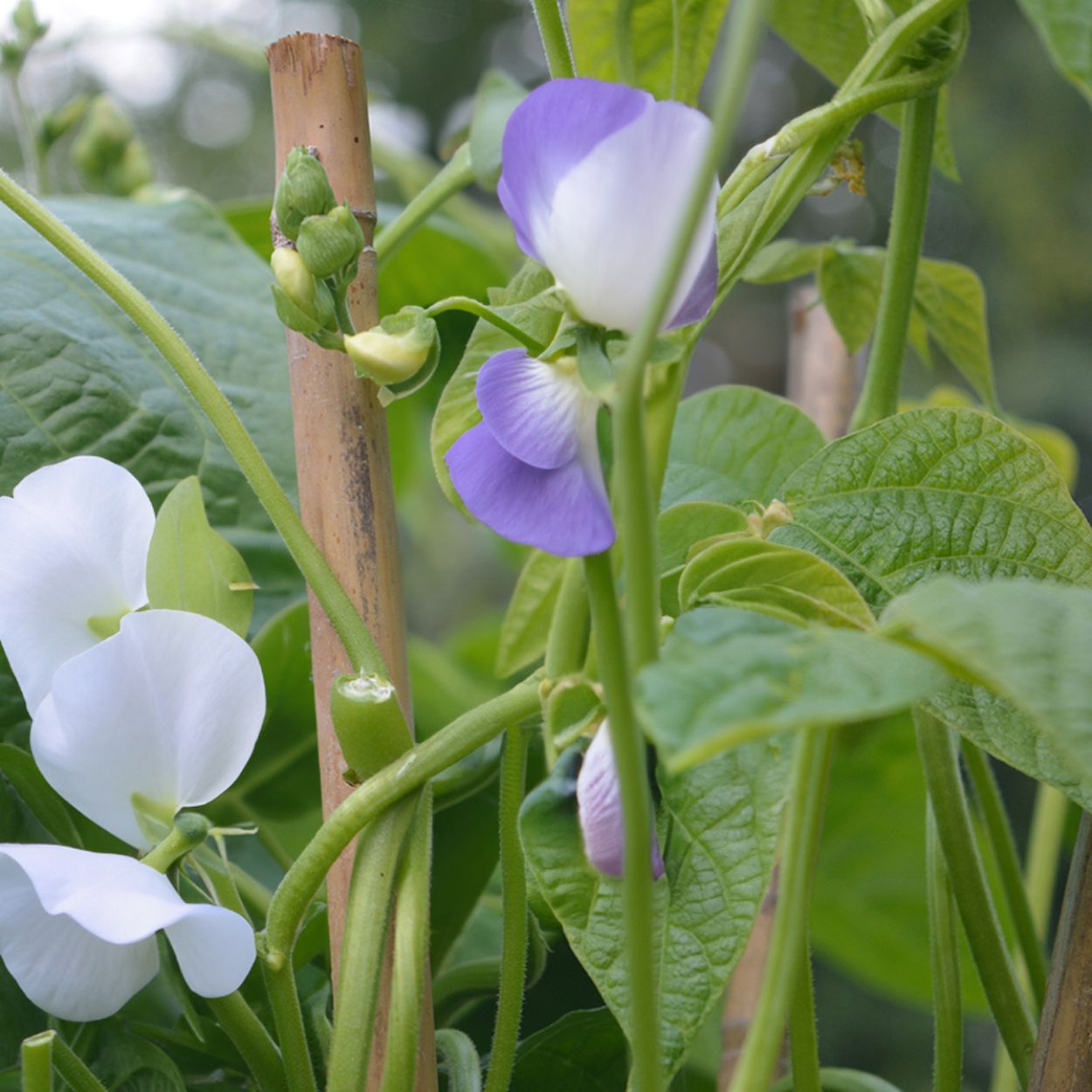 Premium Bamboo Garden Canes 4ft 120cm 20pk