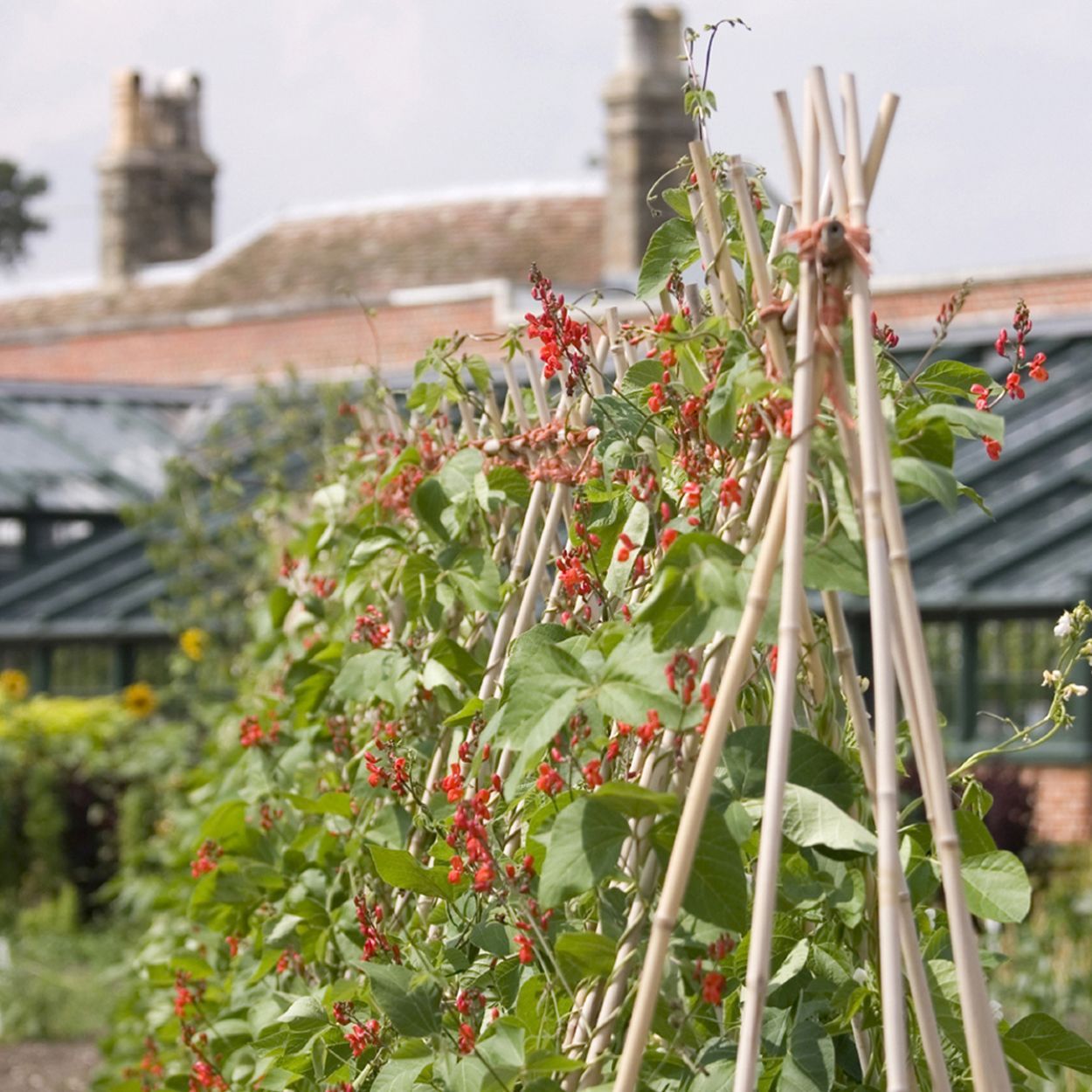 Premium Bamboo Garden Canes 6ft 180cm 10pk